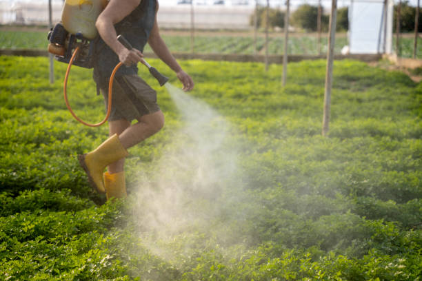 Best Emergency Pest Control  in Naco, AZ