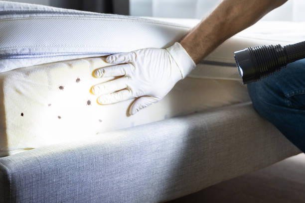 Best Residential Pest Control  in Naco, AZ