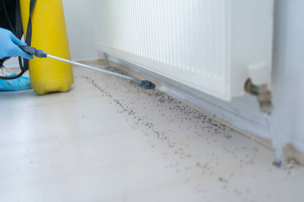 Best Affordable Pest Control Services  in Naco, AZ