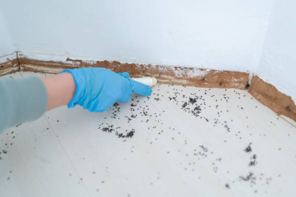 Best Termite Control Services  in Naco, AZ